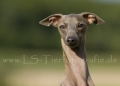 30 Windhund-Trio